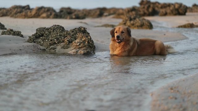Medium shot of Asian Dog sitting and chilling on water at the beach during sunset. slow motion shot.