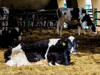 Calf and cow farm