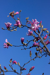 Terry pink magnolia on a background of blue sky blooms in clear weather in spring. Tree with pink flowers, gentle multilobal magnolia in Vinnitsa