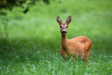 Cute female roe deer, capreolus capreolus, with big black eyes listening on green meadow in summer nature with copy space. Interested animal facing camera and standing in grass. © WildMedia
