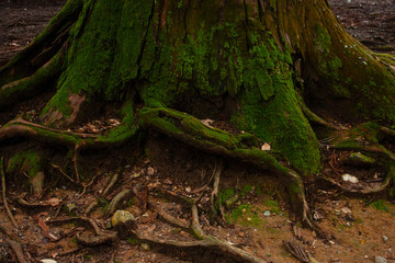 A detail of a tree with roots covered in moss in Nara Park, Japan