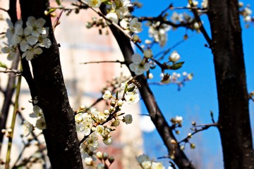 bee on blooming fruit tree branches