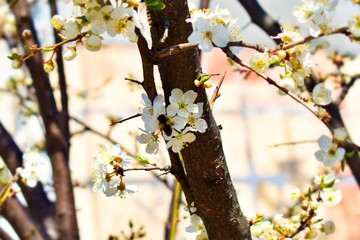 bee on blooming fruit tree branches