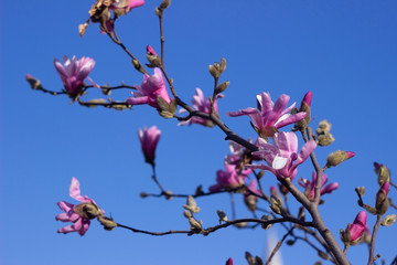 Terry pink magnolia on a background of blue sky blooms in clear weather in spring. Gentle multilobal magnolia in Vinnitsa