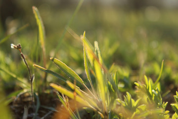 Blurry nature background, horizontal view. Blurred image of green grass, cropped shot. Nature, fields and meadow concept.

