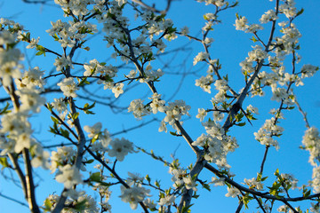 Blurry image of spring background. White flowers. Blooming tree, cropped shot. Nature, spring concept.
