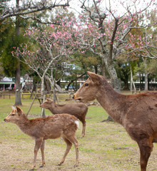 Deer from a profile looking to the side, blooming tree in the background in Nara, Japan