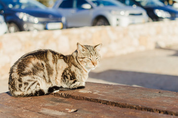 Close up of a domestic cat is on wooden table outdoors background.