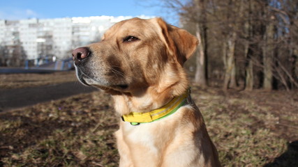 dog looks into the distance