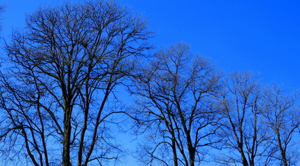markante Silhouette von kahlen Bäumen gegen tiefblauen Himmel