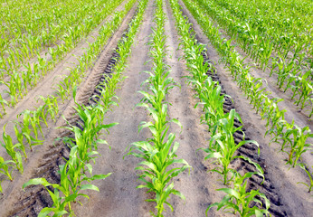 Corn in rows on a field with tractor traces between
