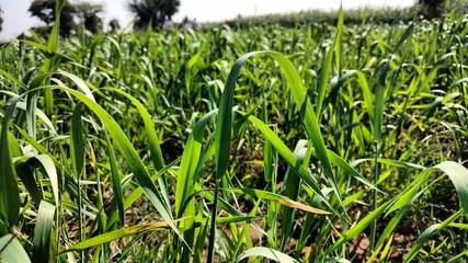 Sugarcane Field,  Farm, Village Daund, India