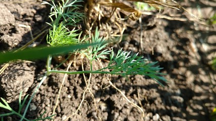 Small Coriander Plant in Field, Multicrop, Daund, India