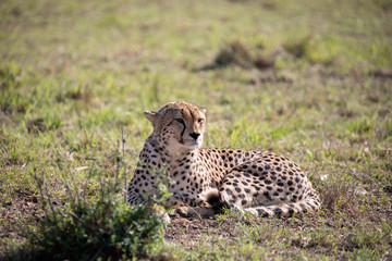 Close-up on a cheetah lying on the ground head raised looking up
