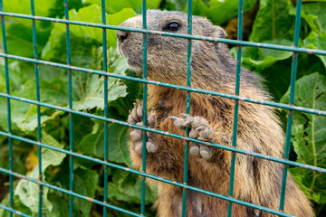 Detail of marmot behind iron bars of enclosed environment.