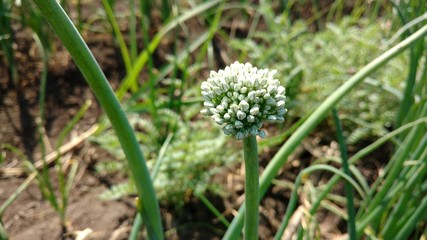 Onion Flower, Onion Field, Daund, India