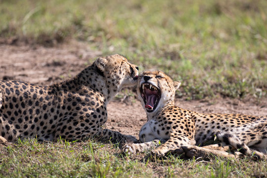 Close up on yawning cheetah and one licking it