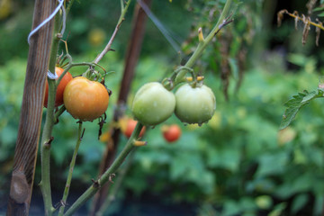Plant tomatoes in the countryside