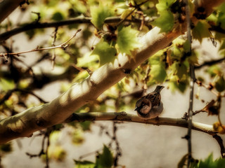 Sparrow on a tree branch