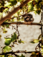 Sparrow on a tree branch