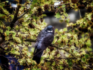 a dove on a tree branch