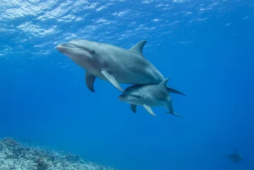 Schilderijen op glas dolphin in the sea © Tropicalens