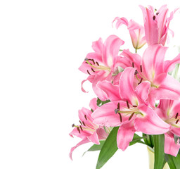Pink lily flower blossoms isolated white background