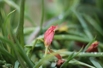 red flower tulip close up