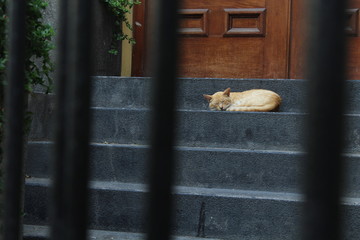 Gato entre rejas