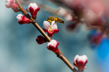 
a bee collects pollen on flowers