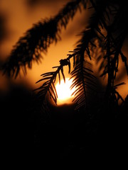 pine needles and the sun