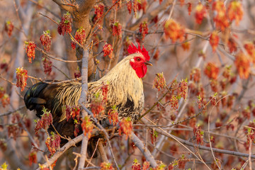 Rooster in a Tree