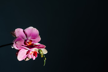 Fototapeta na wymiar pink orchid on black