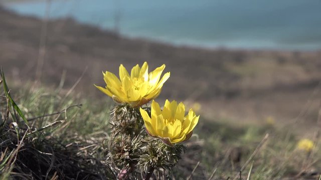 Adonis vernalis, known variously as pheasant's eye, spring pheasant's eye, yellow pheasant's eye and false hellebore, the shore of the Tiligul estuary, Ukraine