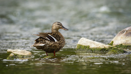 Alert mallard, anas platyrhynchos, hen looking behind while standing in a river in summer nature. Inconspicuous female duck in water from back view. Wild bird in steam with copy space.