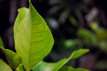close up of green leaves