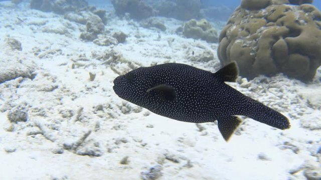 Guineafowl puffer swims over bleached coral reef. Indian ocean, Maldives. 4K