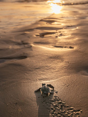 Rescued newborn baby of Endangered  green turtle going to the ocean for the first time. sunset footprints on the sandy beach