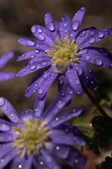 Obraz premium purple flower in the garden with dew