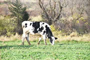 Spotted Cow Grazing