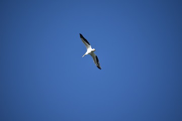 Fototapeta na wymiar Pelicans in flight
