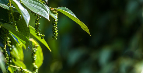 organic green pepper from kampot farm Cambodia 