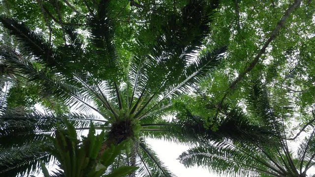 View see palm oil garden from the window of  car for a motion movement. Look like see passing through the palm oil plantation. Palm tree planted in rows for use in the palm oil production industry. 