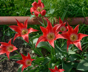 Many bright red tulip flowers with garden soil background.