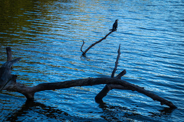 Bird on Branch Silhouette