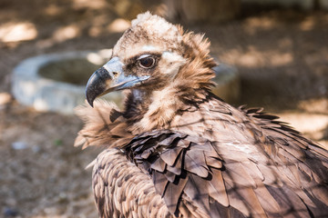 Vulture bird in zoo on blurred nature background