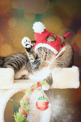 cat and christmas decorations