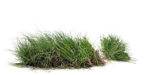 Green grass, sod isolated on white background