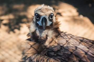 Vulture bird in zoo on blurred nature background