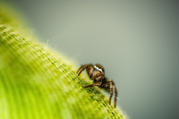 Jumping spider climbing on a green pillow